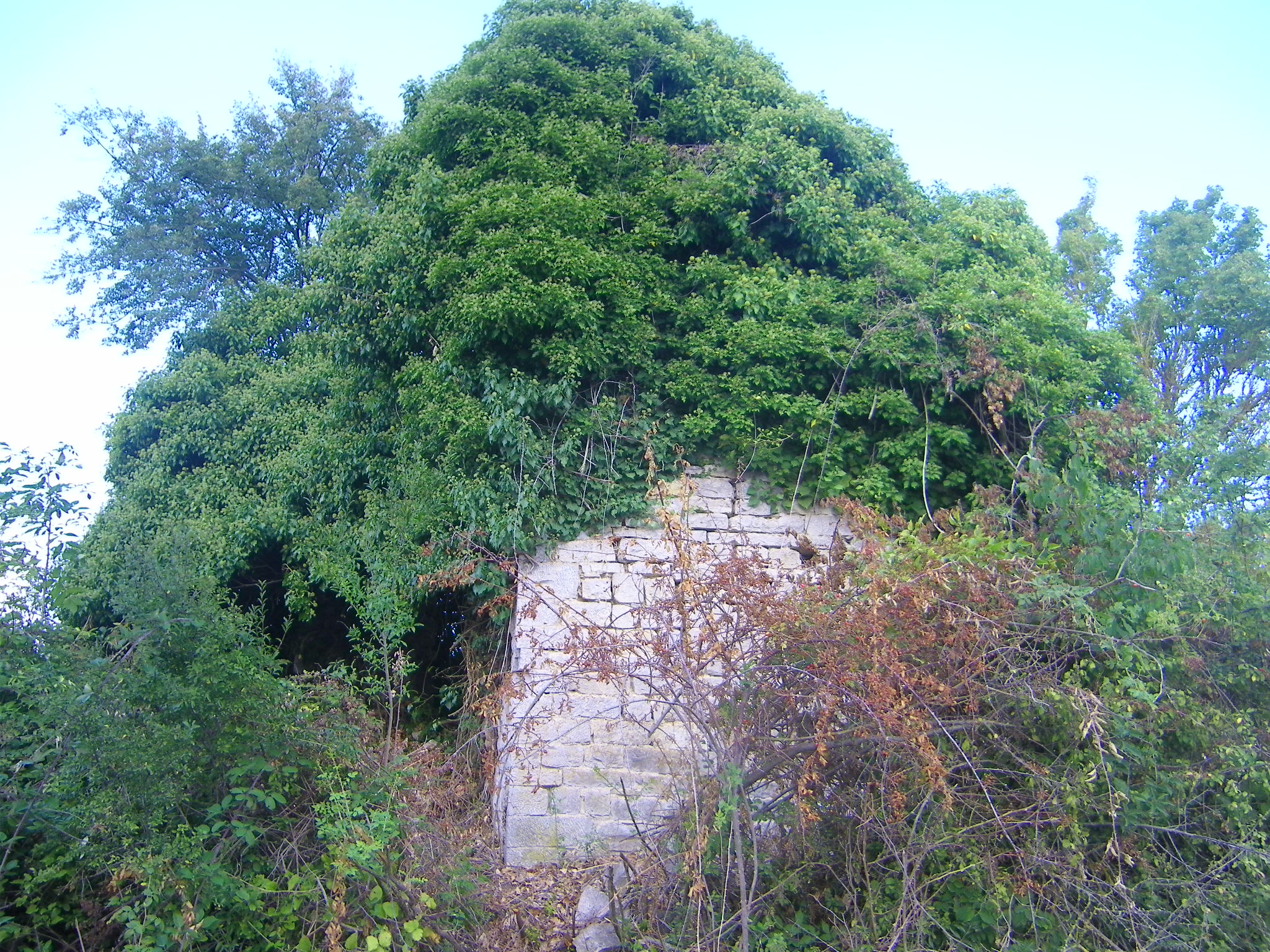 Foto del 2013 dei ruderi dell'abazia di Acqualta
